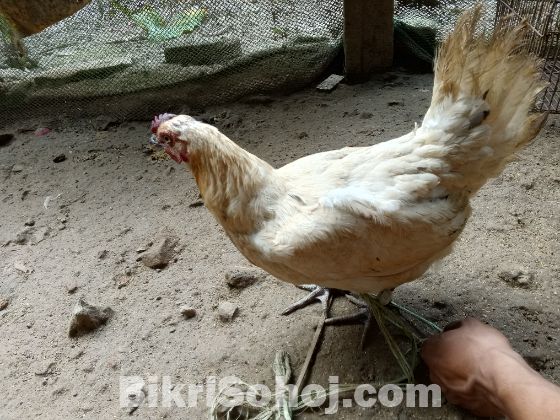 বড় সাইজের ৫ পিস দেশী মুরগি বিক্রি হবে